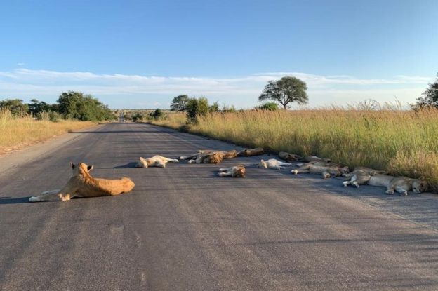Lions use human absence to nap on tarred roads